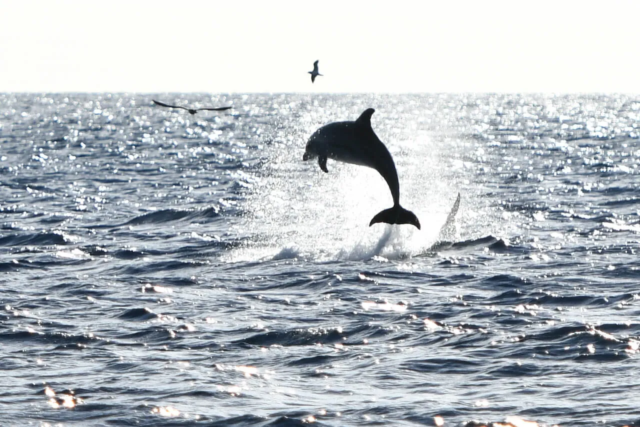 Excursión Robinson al amanecer para ver delfines en Pollensa Excursión Robinson al amanecer para ver delfines en Pollensa