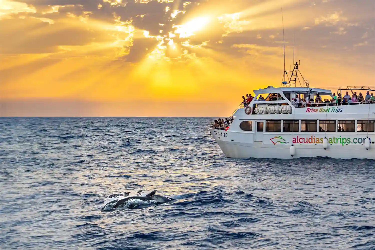 Excursión en barco para ver delfines desde Alcudia