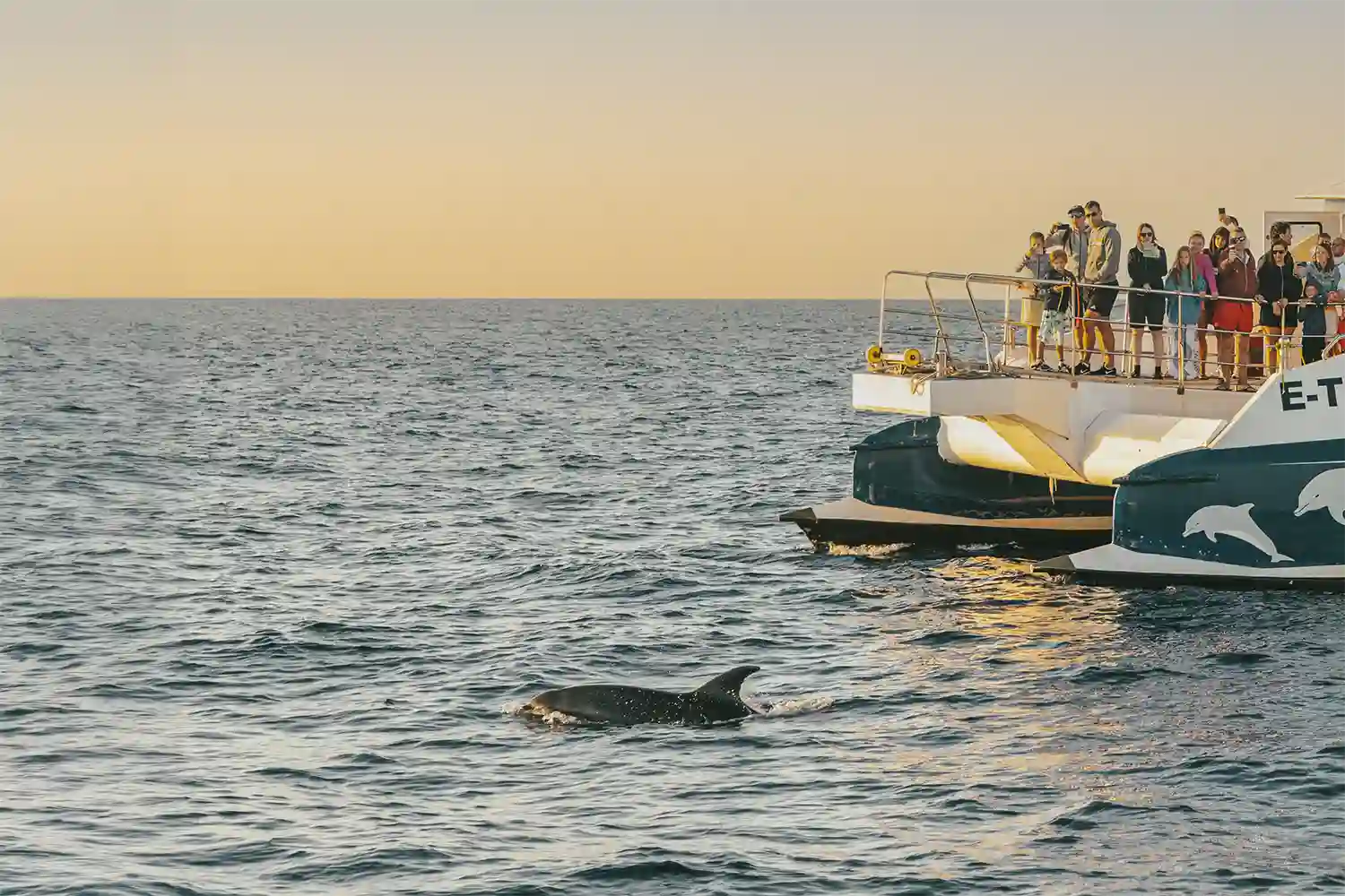 Excursión en barco para ver delfines desde Alcudia